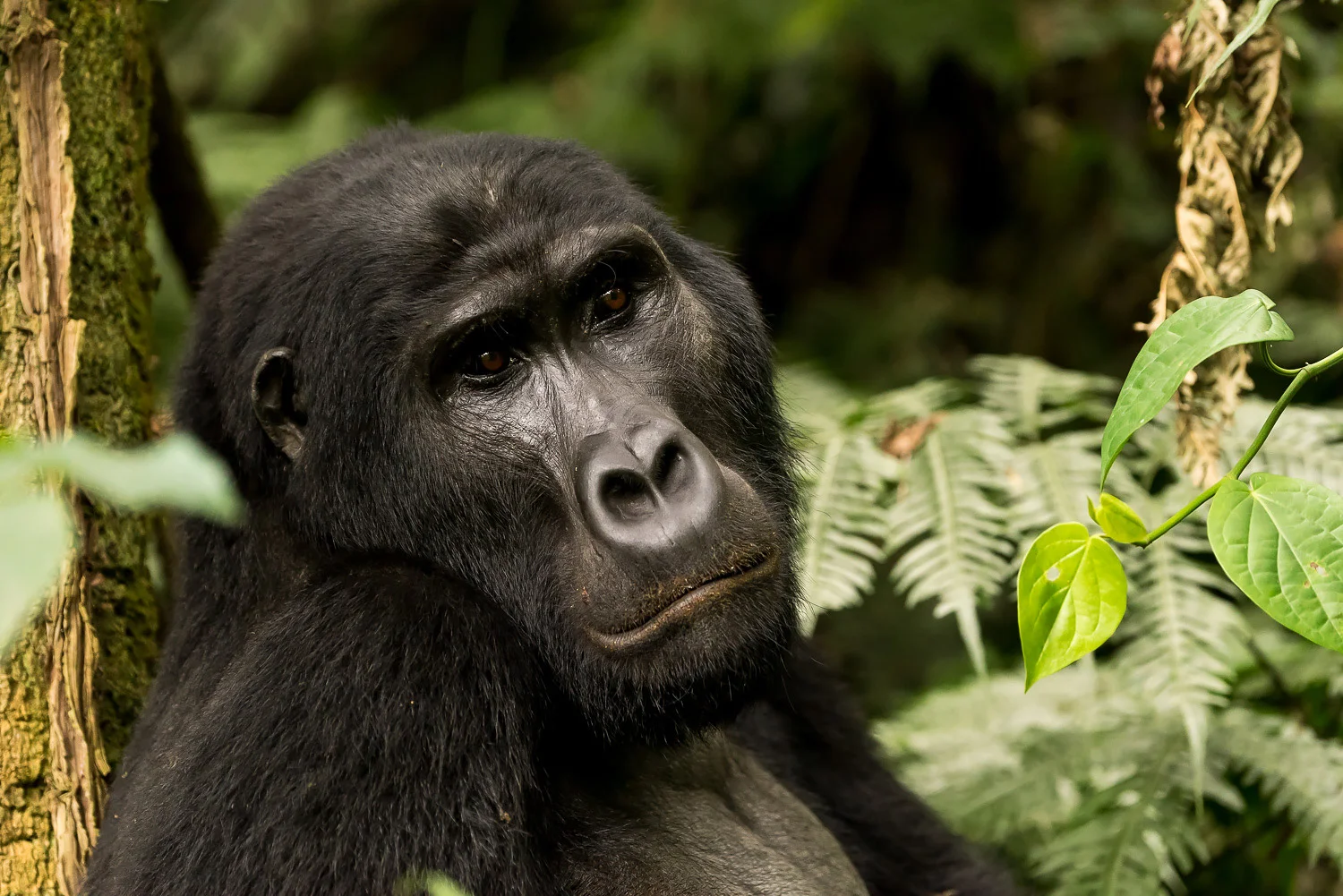 SFO_African_Animals1.jpg