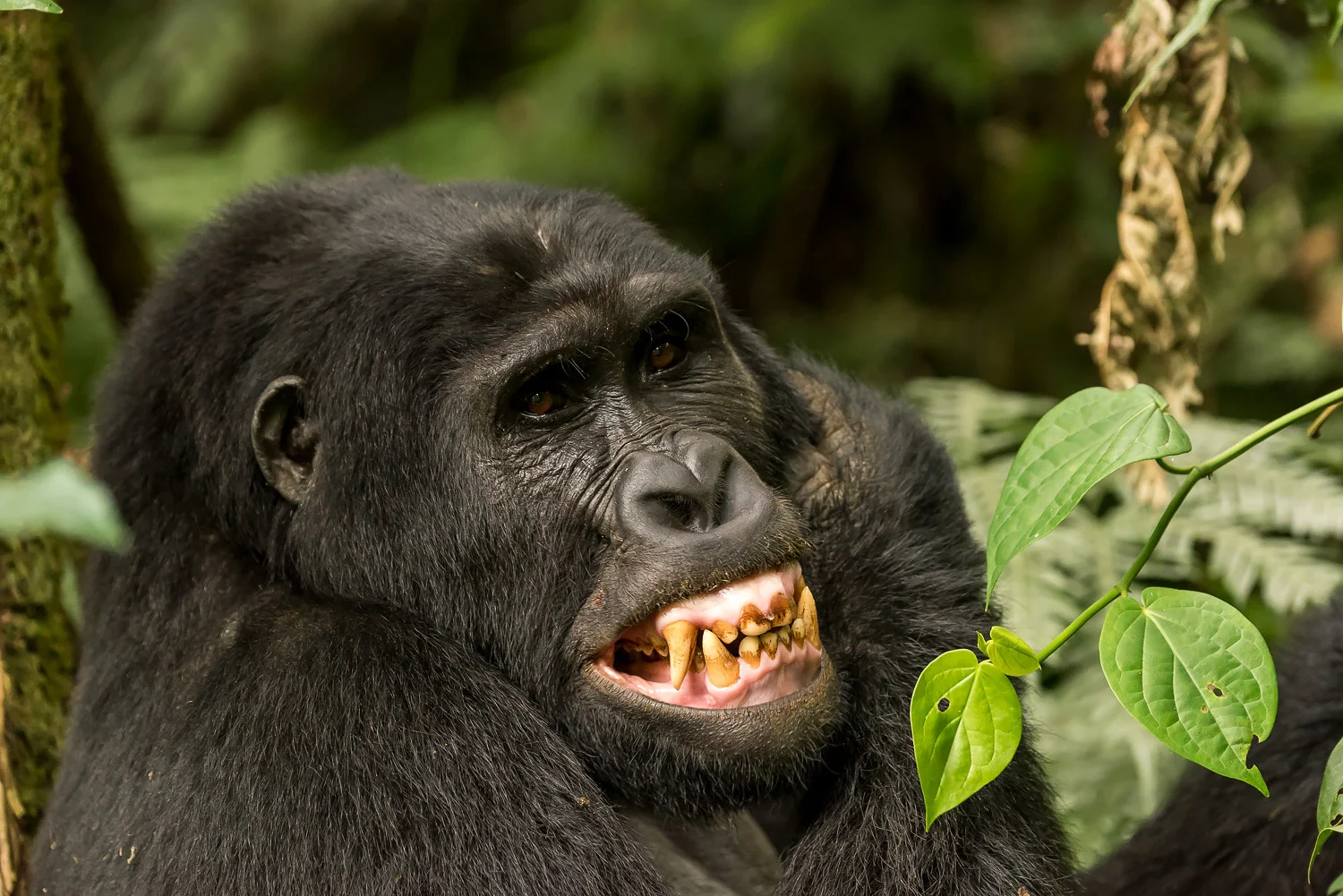 SFO_African_Animals43.jpg