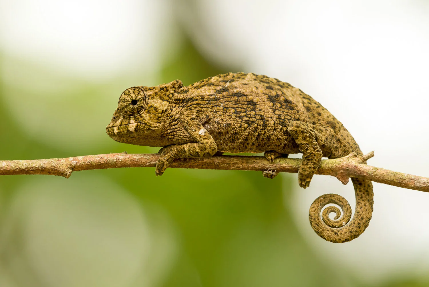 SFO_African_Animals40.jpg