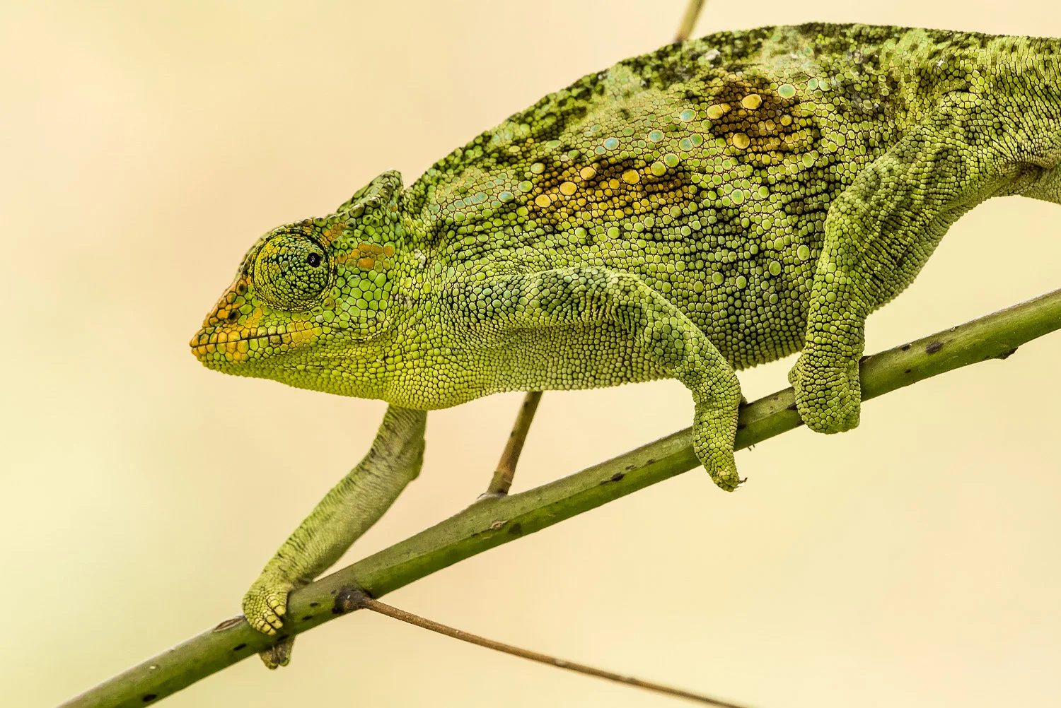 SFO_African_Animals39.jpg