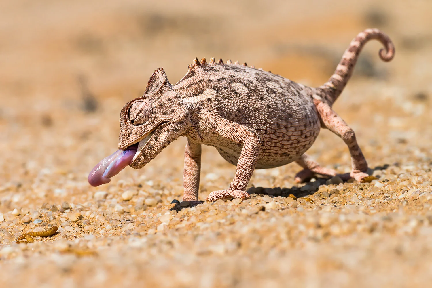 SFO_African_Animals38.jpg