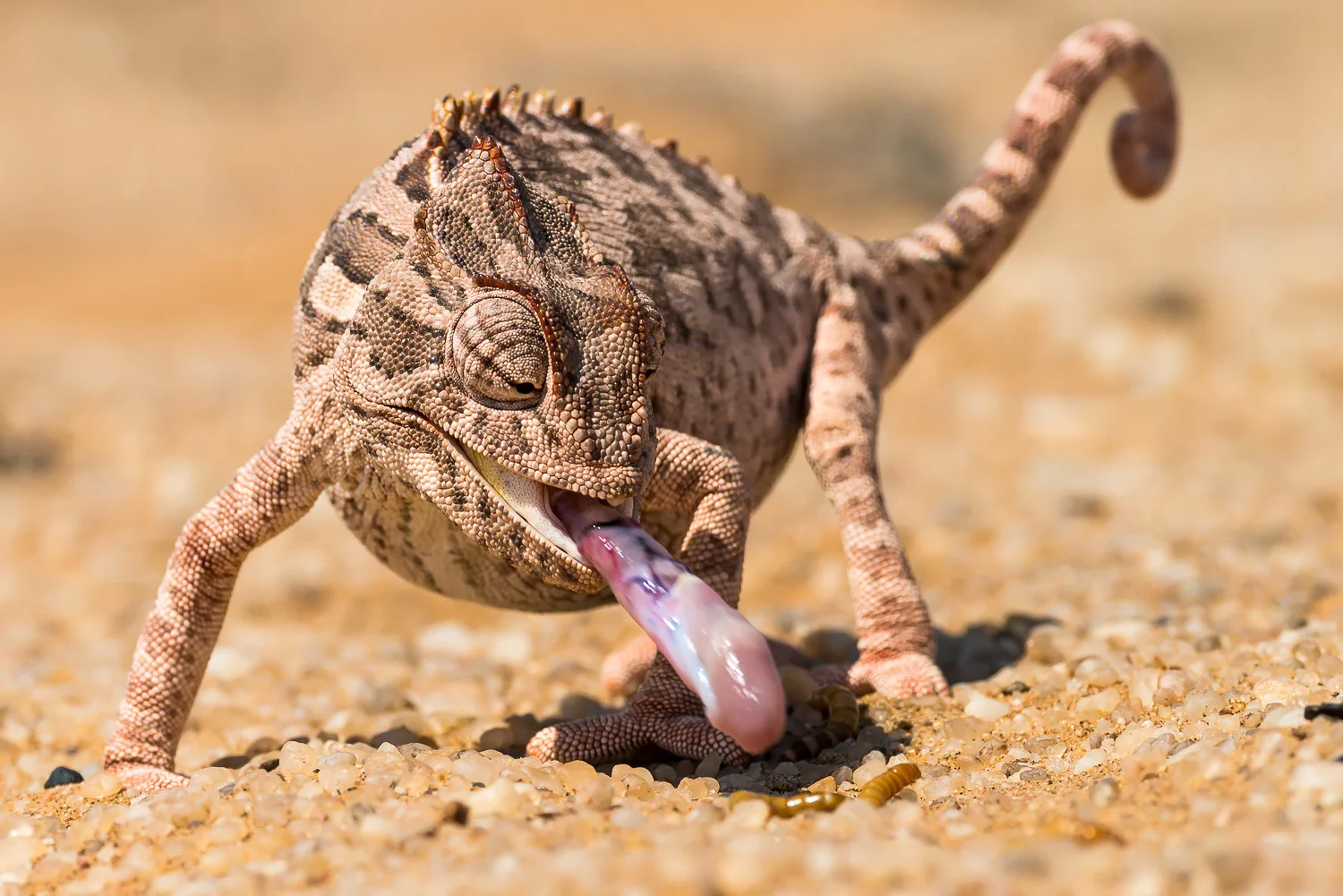 SFO_African_Animals37.jpg