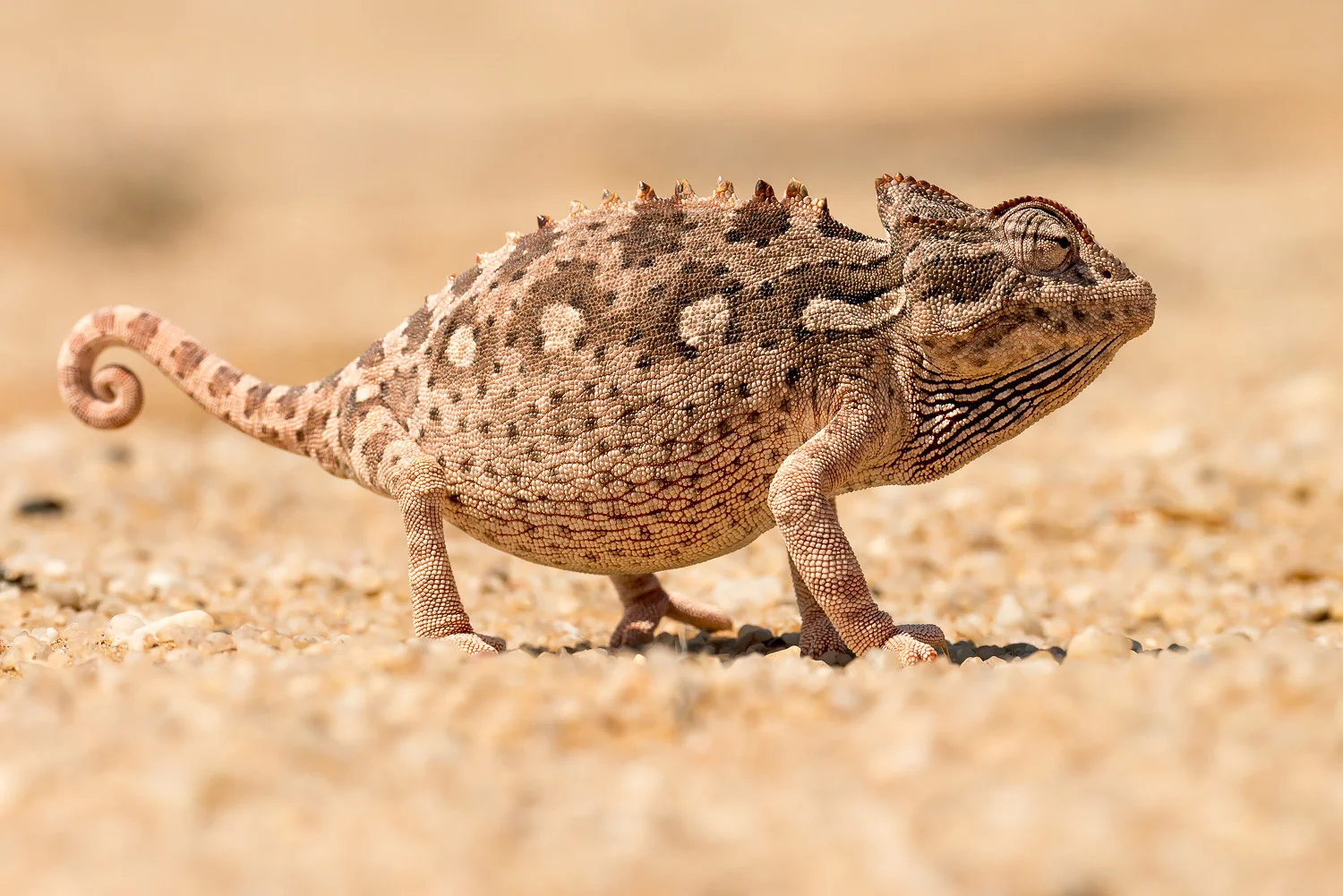 SFO_African_Animals36.jpg