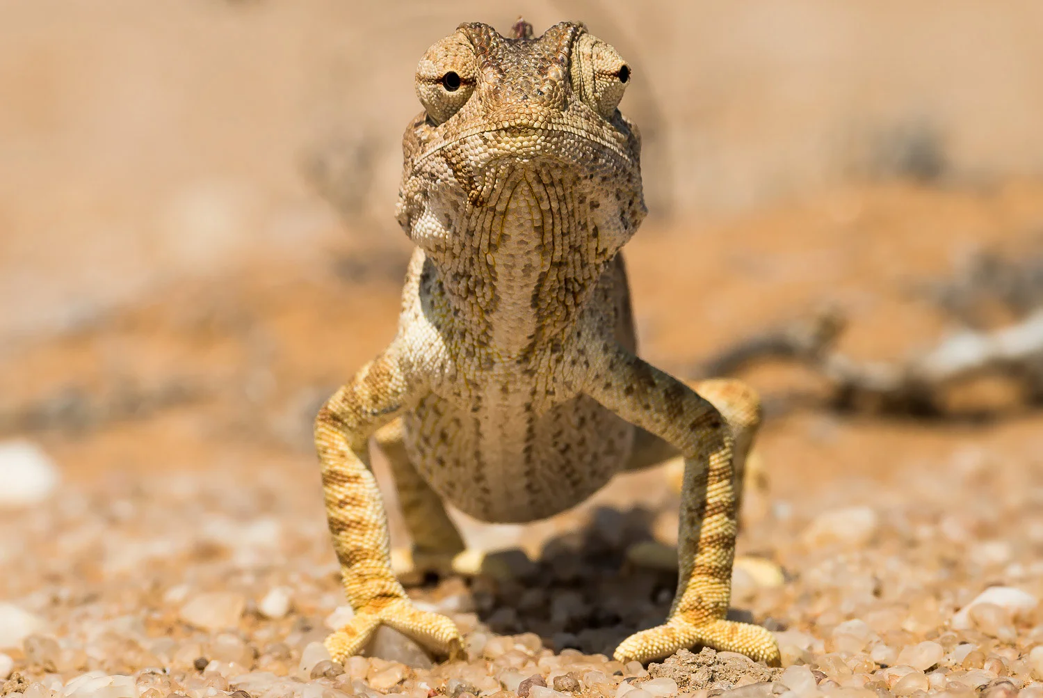 SFO_African_Animals35.jpg