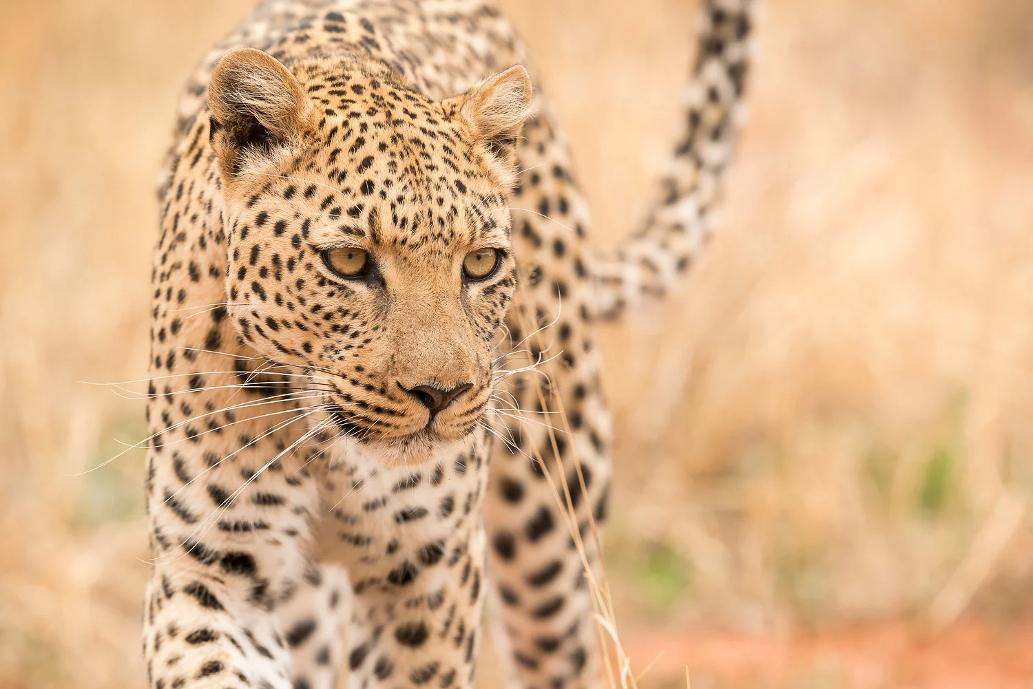 SFO_African_Animals33.jpg
