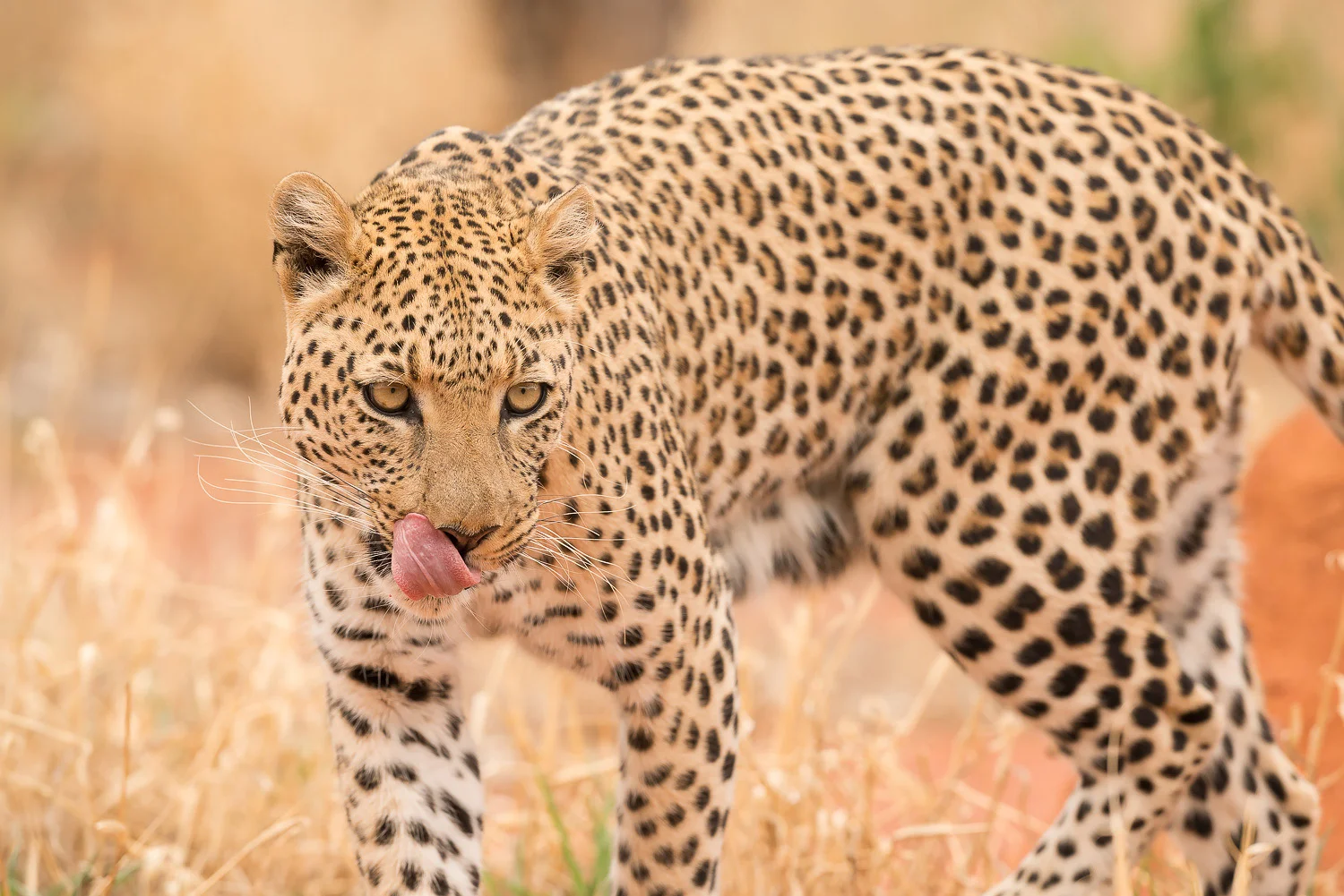 SFO_African_Animals32.jpg