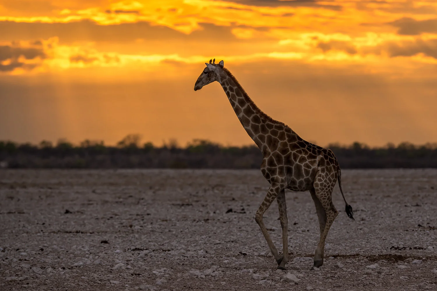 SFO_African_Animals30.jpg