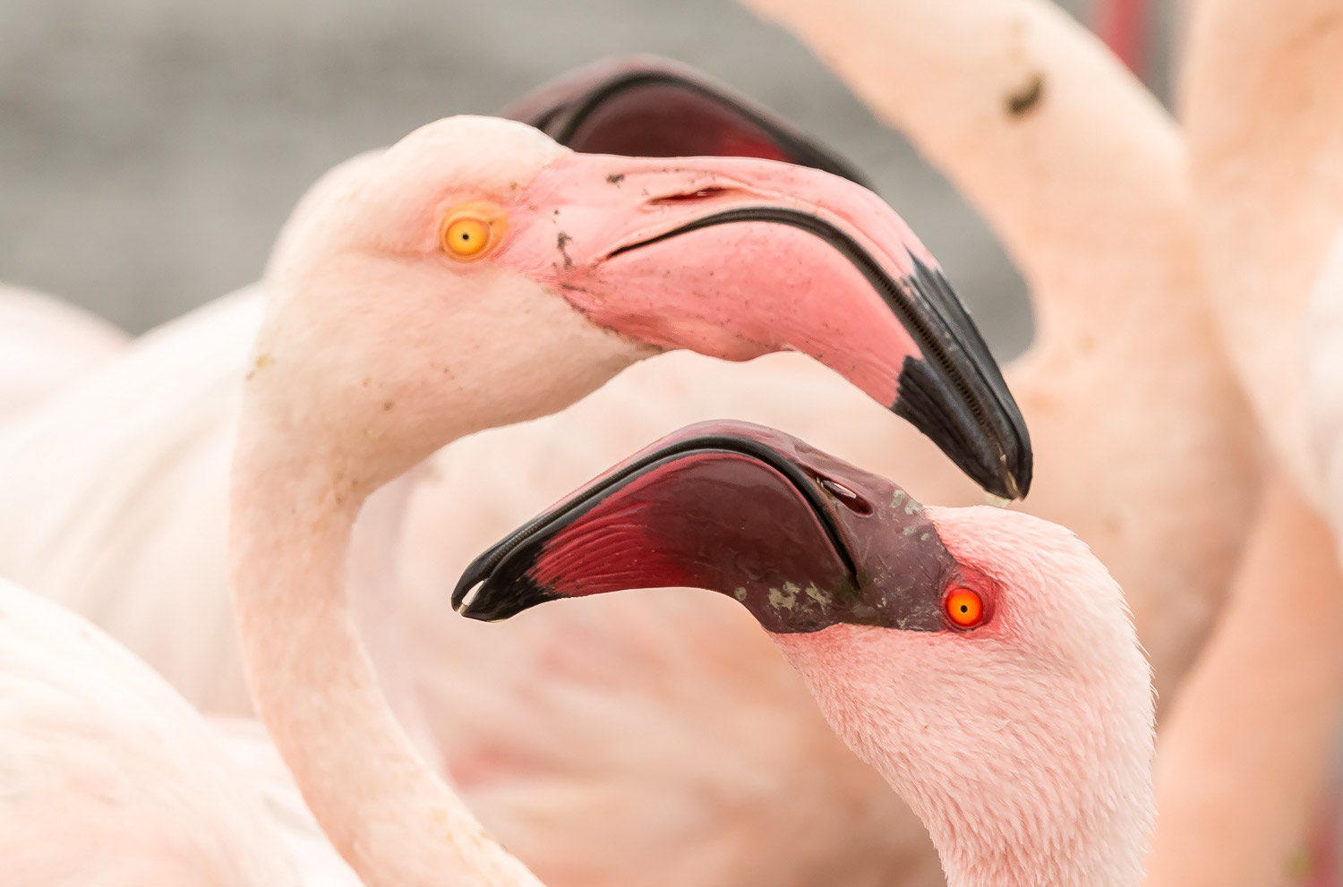 SFO_African_Animals28.jpg