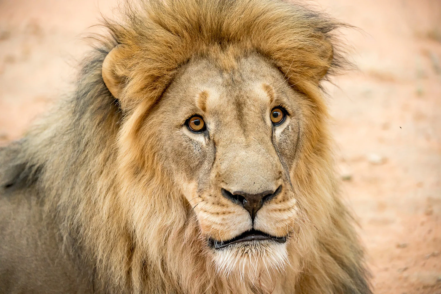 SFO_African_Animals26.jpg