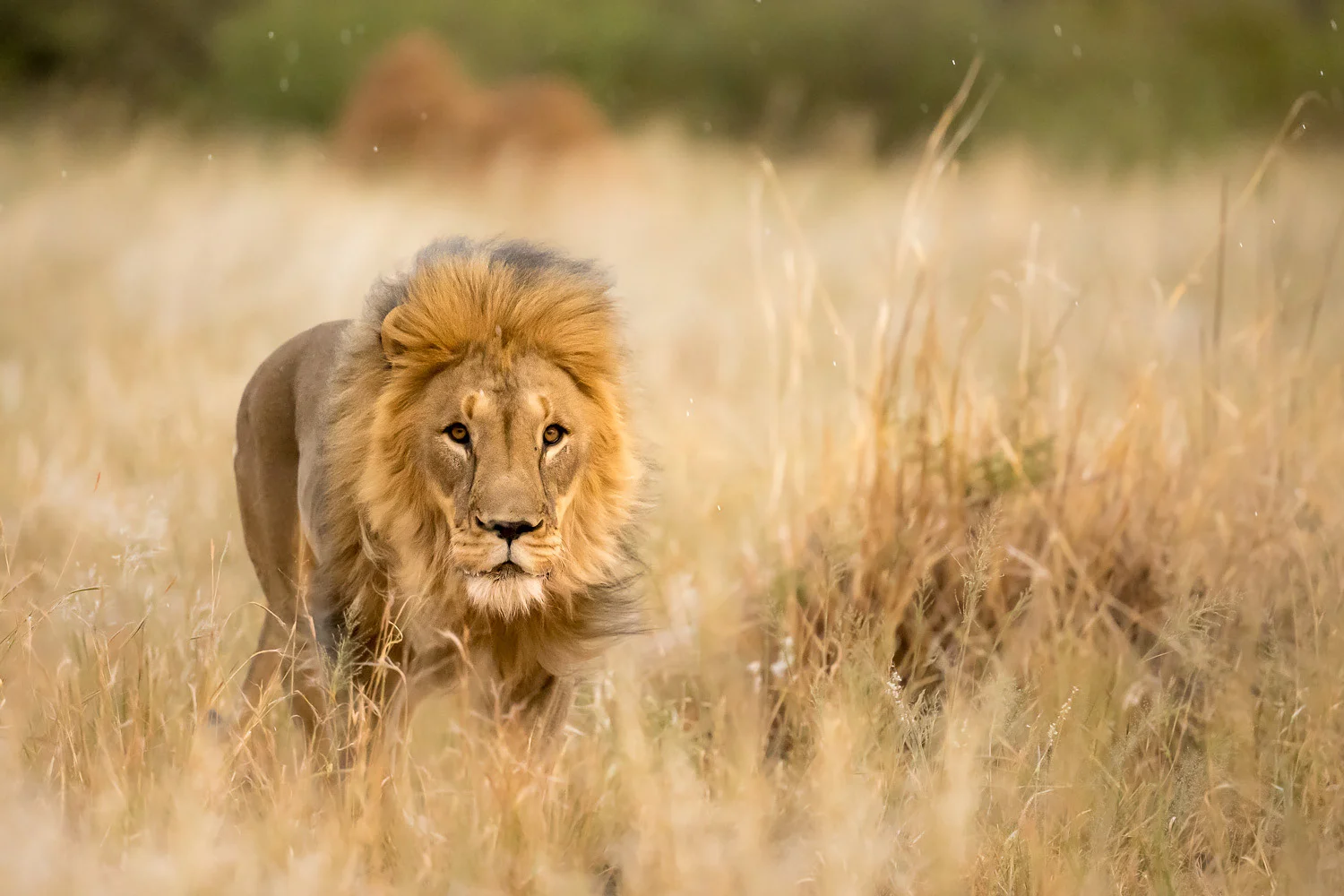 SFO_African_Animals23.jpg