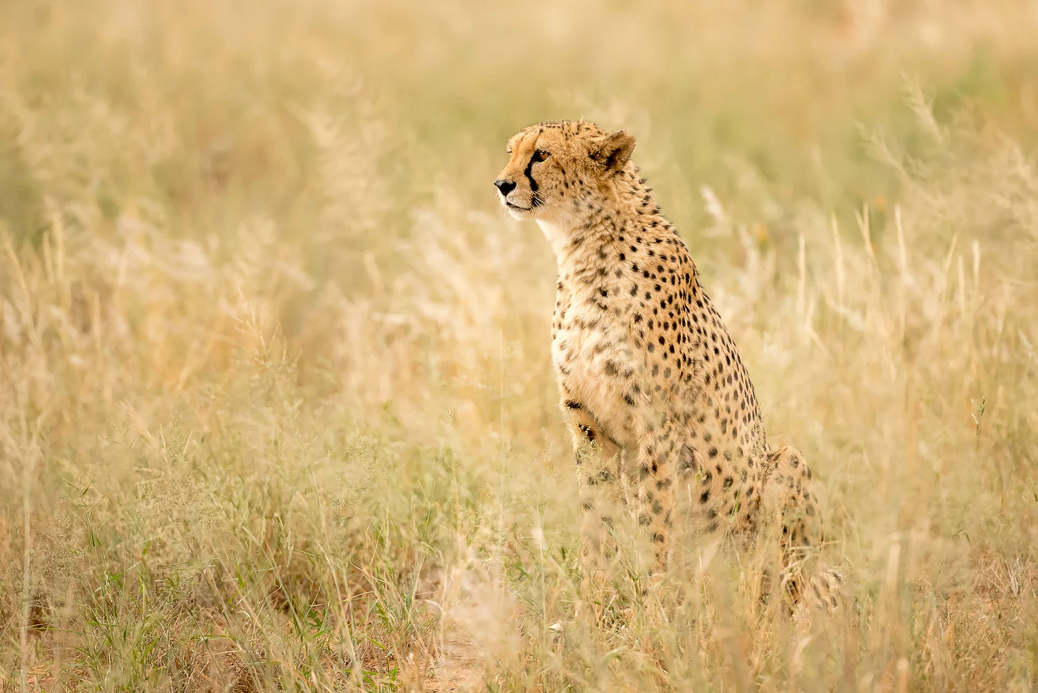 SFO_African_Animals22.jpg