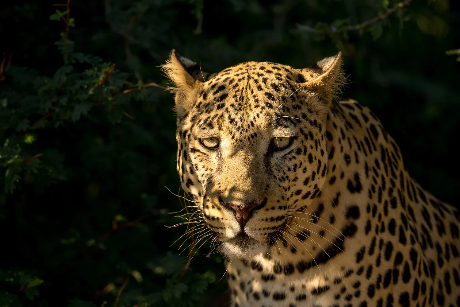 SFO_African_Animals20.jpg