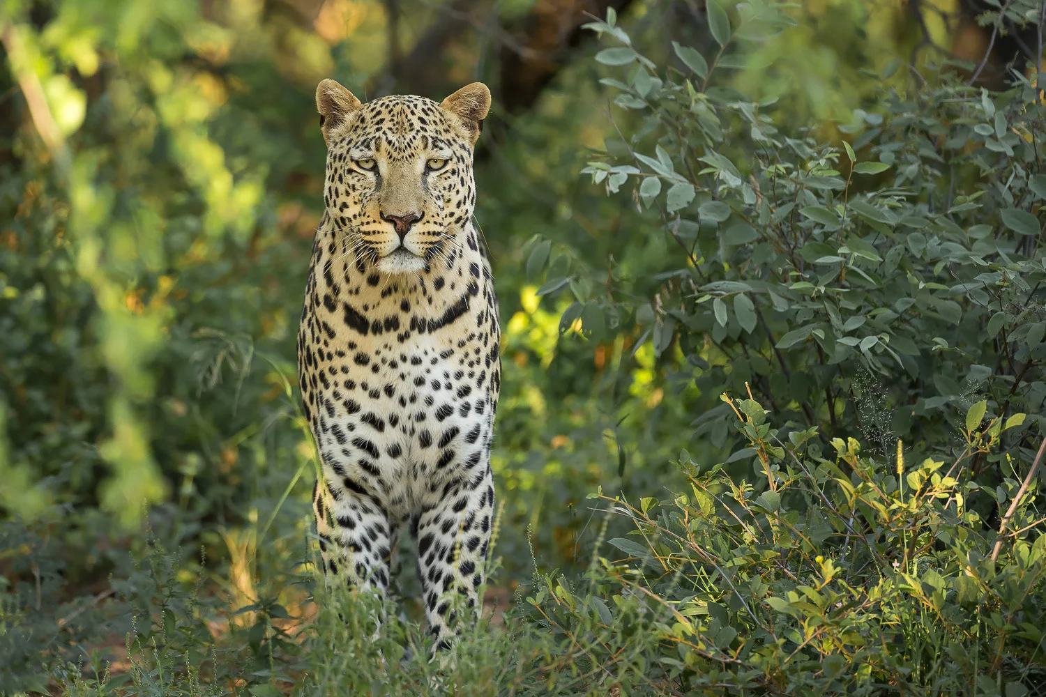 SFO_African_Animals19.jpg