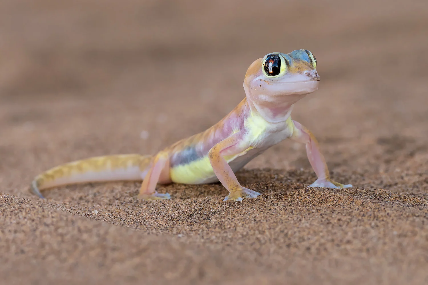 SFO_African_Animals14.jpg