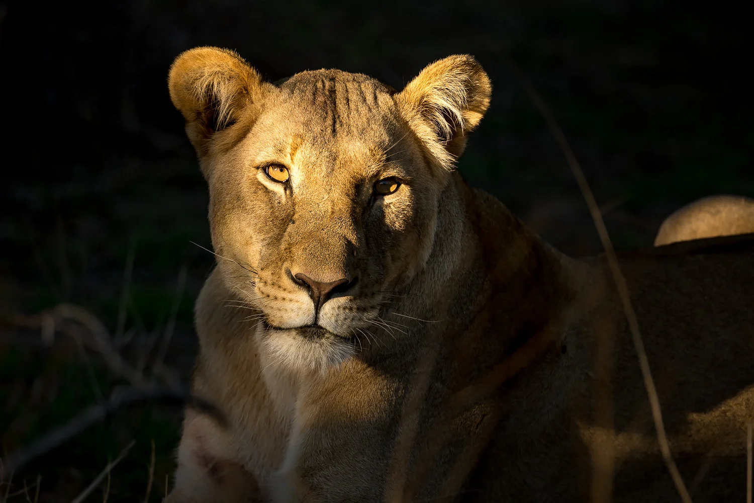 SFO_African_Animals15.jpg