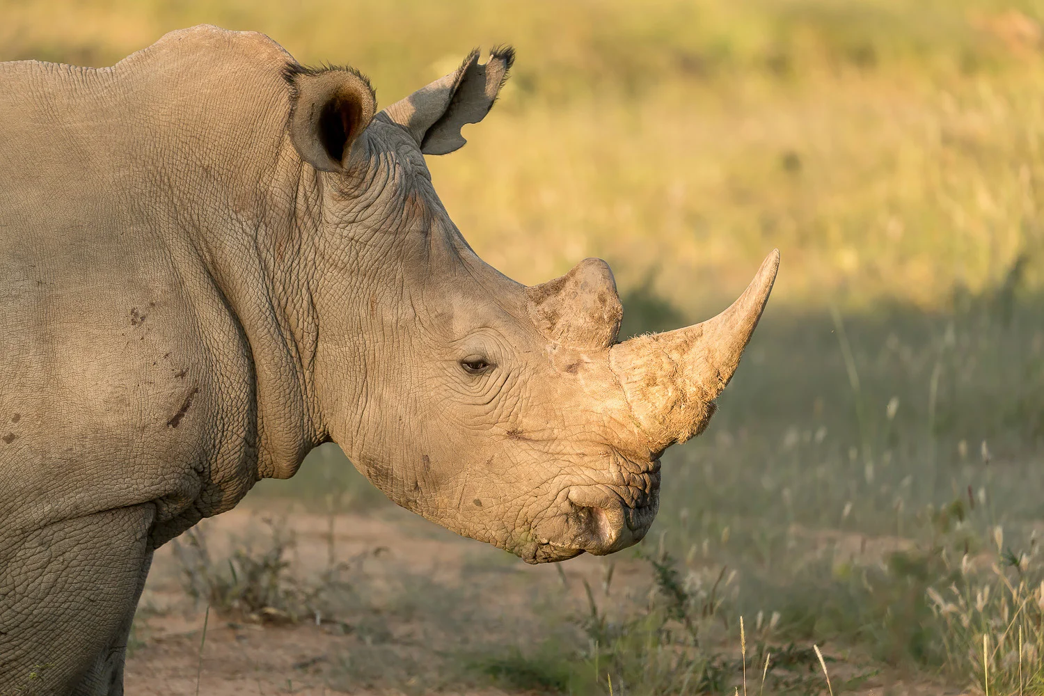 SFO_African_Animals10.jpg