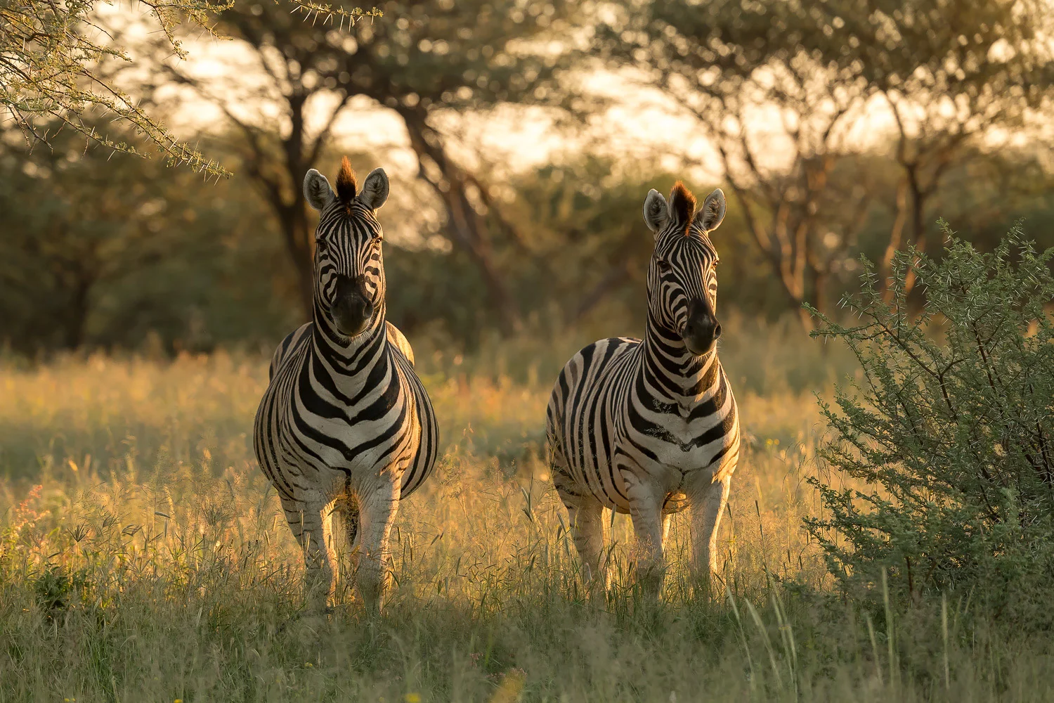 SFO_African_Animals7.jpg
