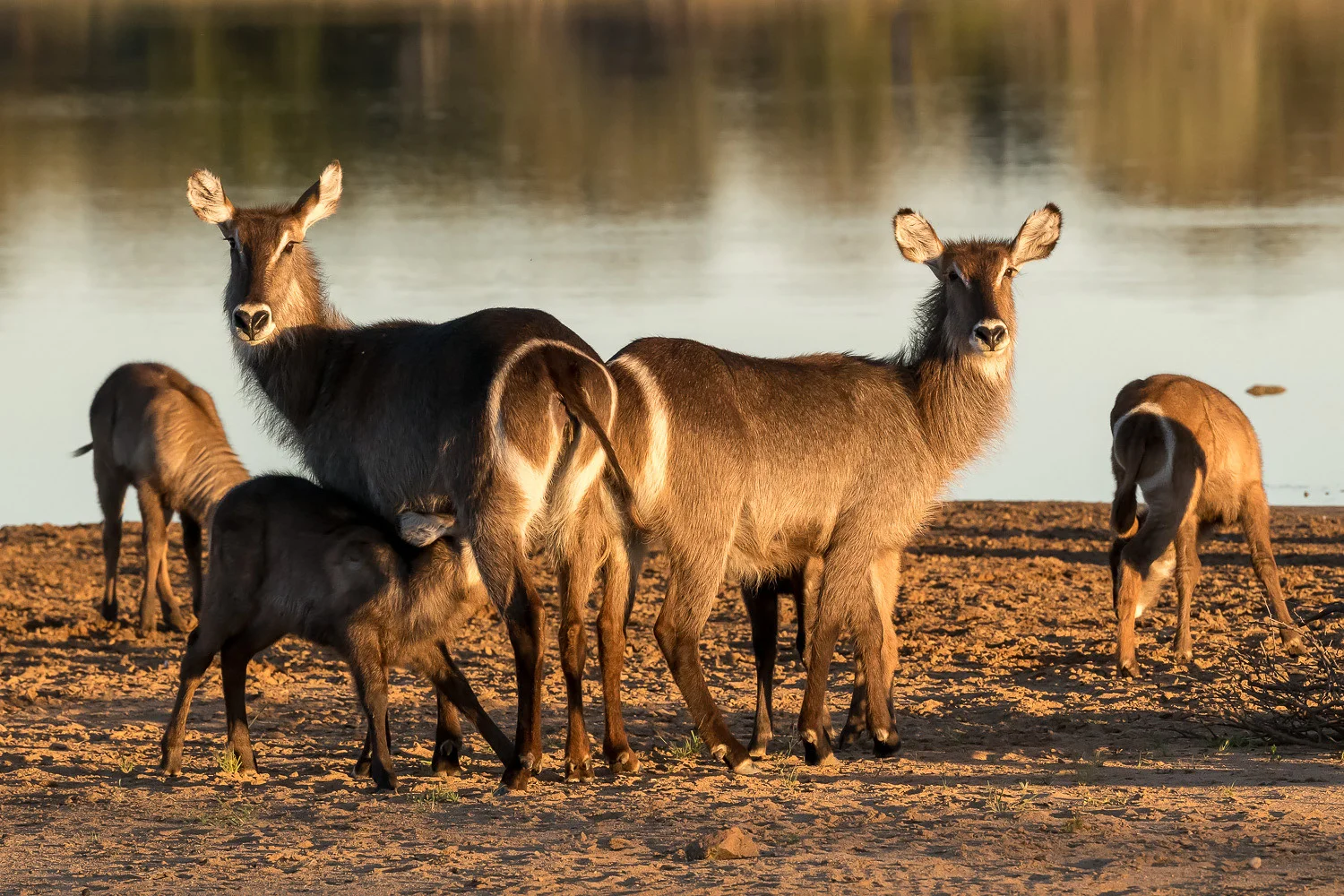 SFO_African_Animals3.jpg