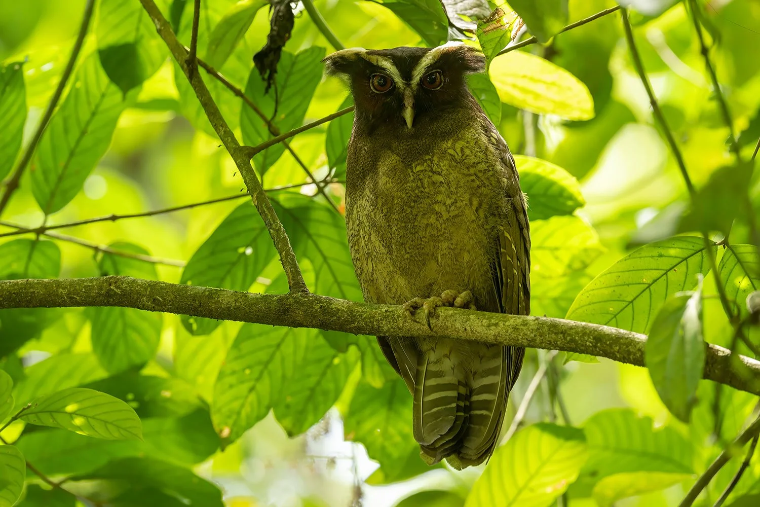 CostaRica_StefanForster-53.jpg