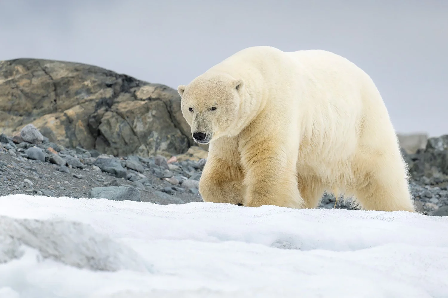 Svalbard_StefanForster_Copyright_16.jpg