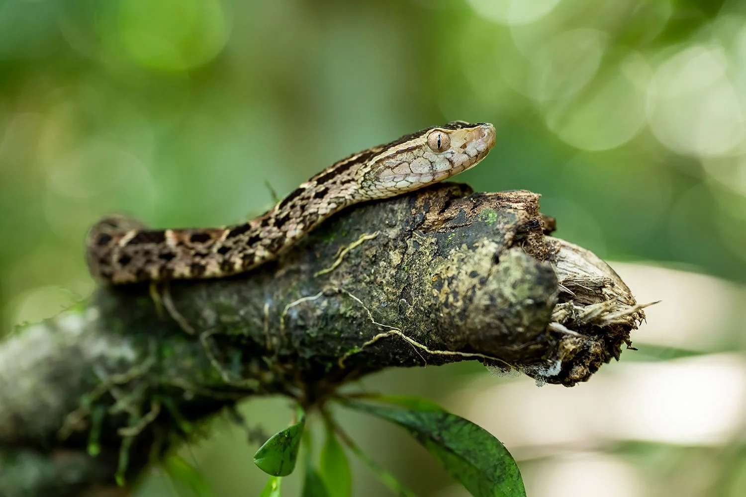 Animals_StefanForster2022-57.jpg