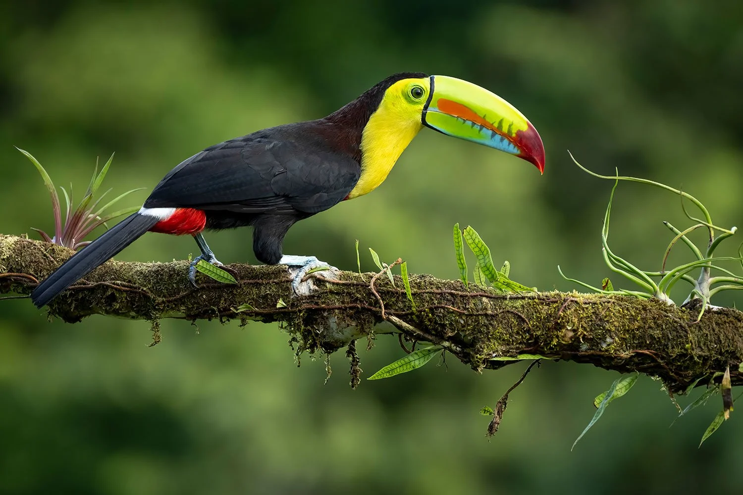 Animals_StefanForster2022-26.jpg