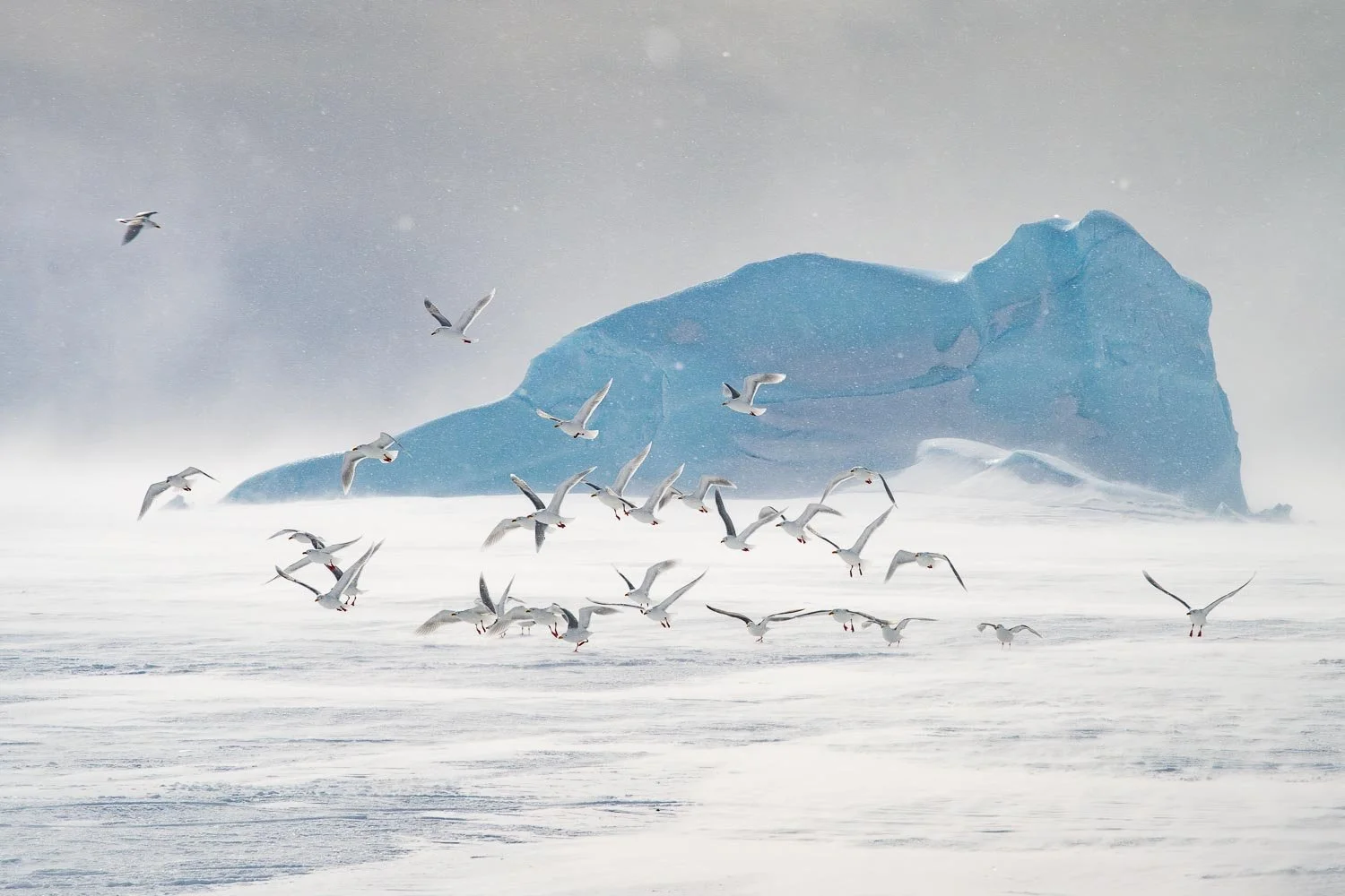 Greenland_StefanForster9.jpg