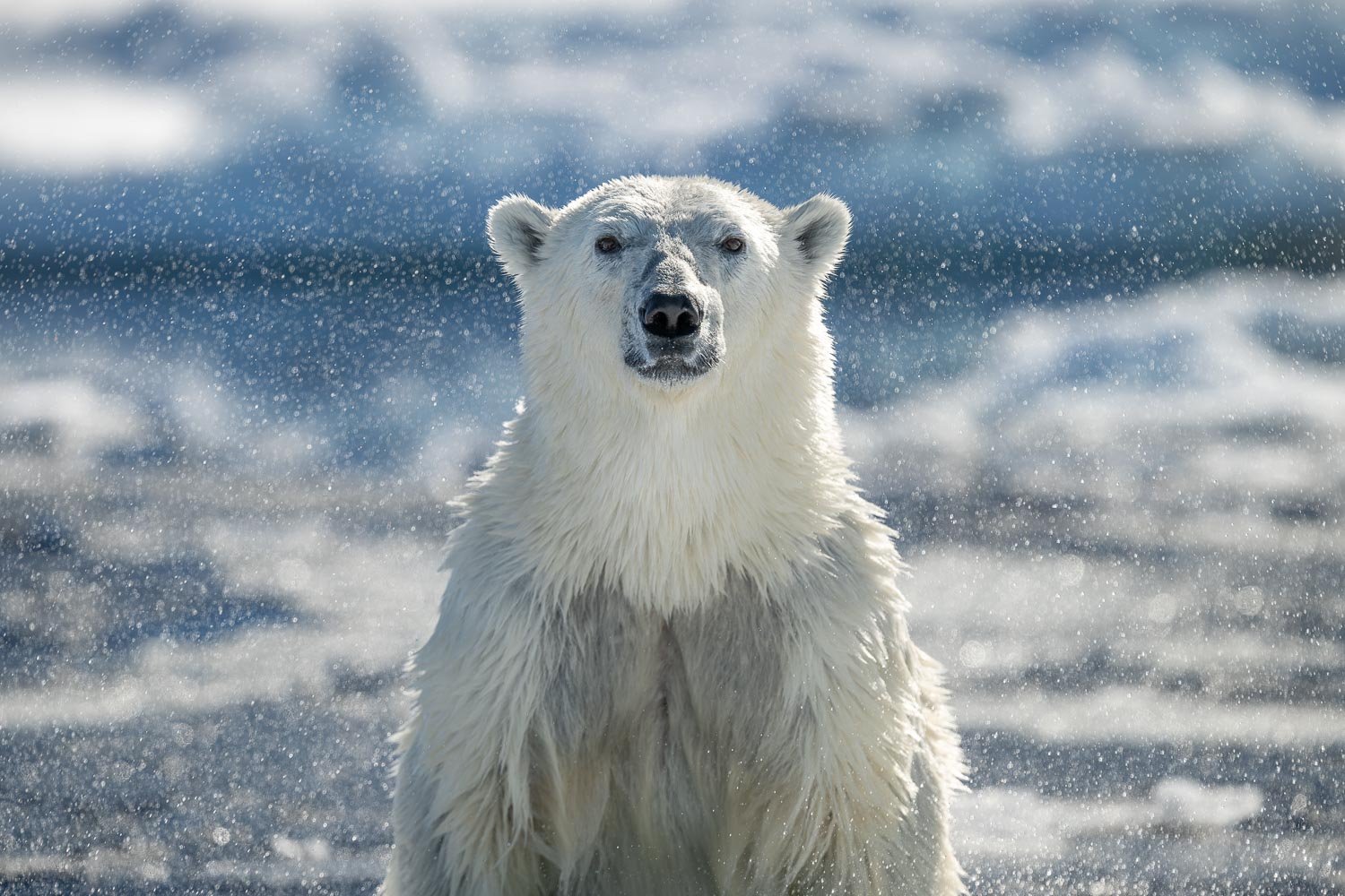 Greenland_StefanForster1.jpg