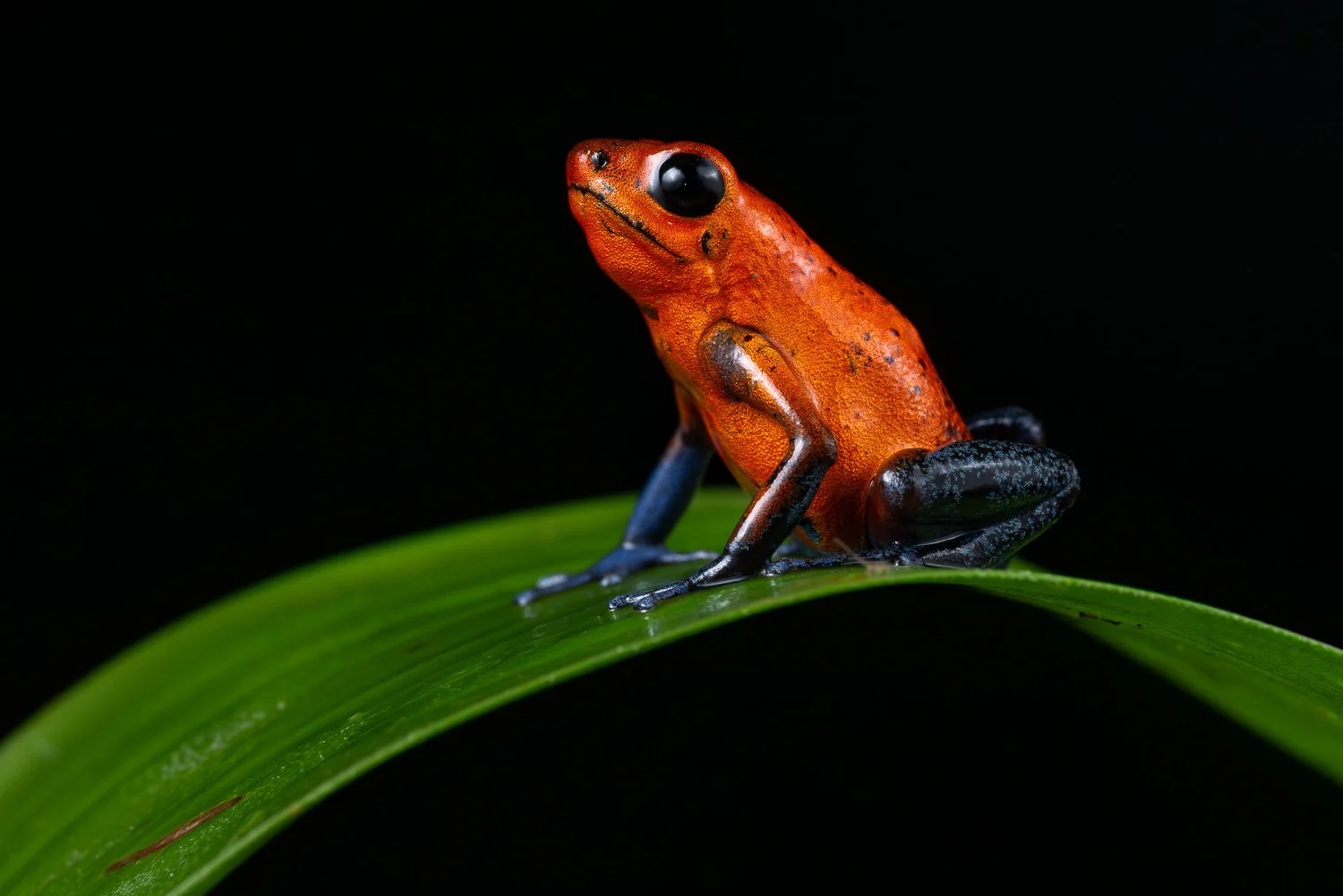 CostaRica_StefanForster_202611.jpg