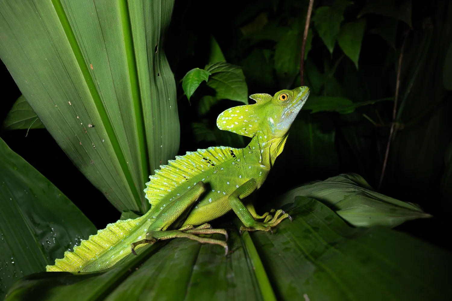 CostaRica_StefanForster_202621.jpg