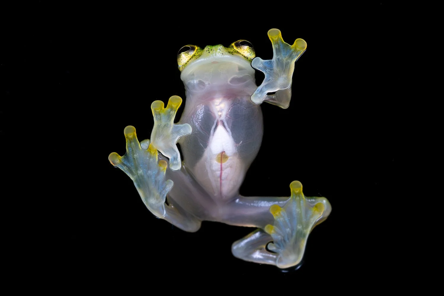 CostaRica_StefanForster_202631.jpg