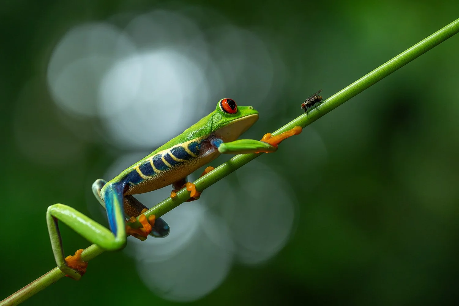 CostaRica_StefanForster_20261.jpg