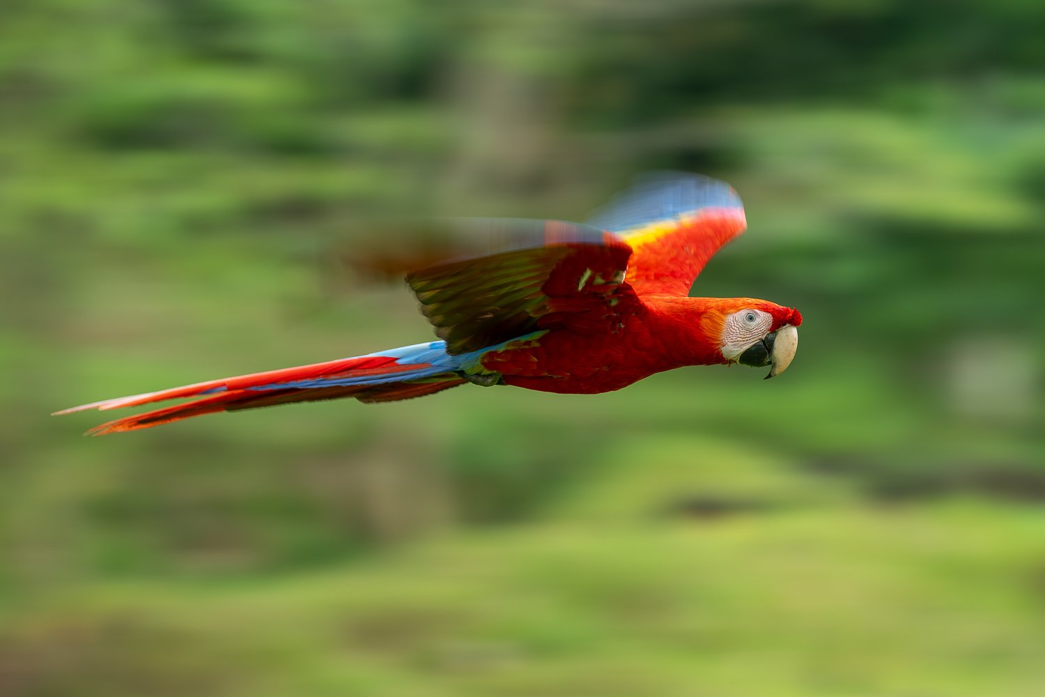 CostaRica_StefanForster_202625.jpg