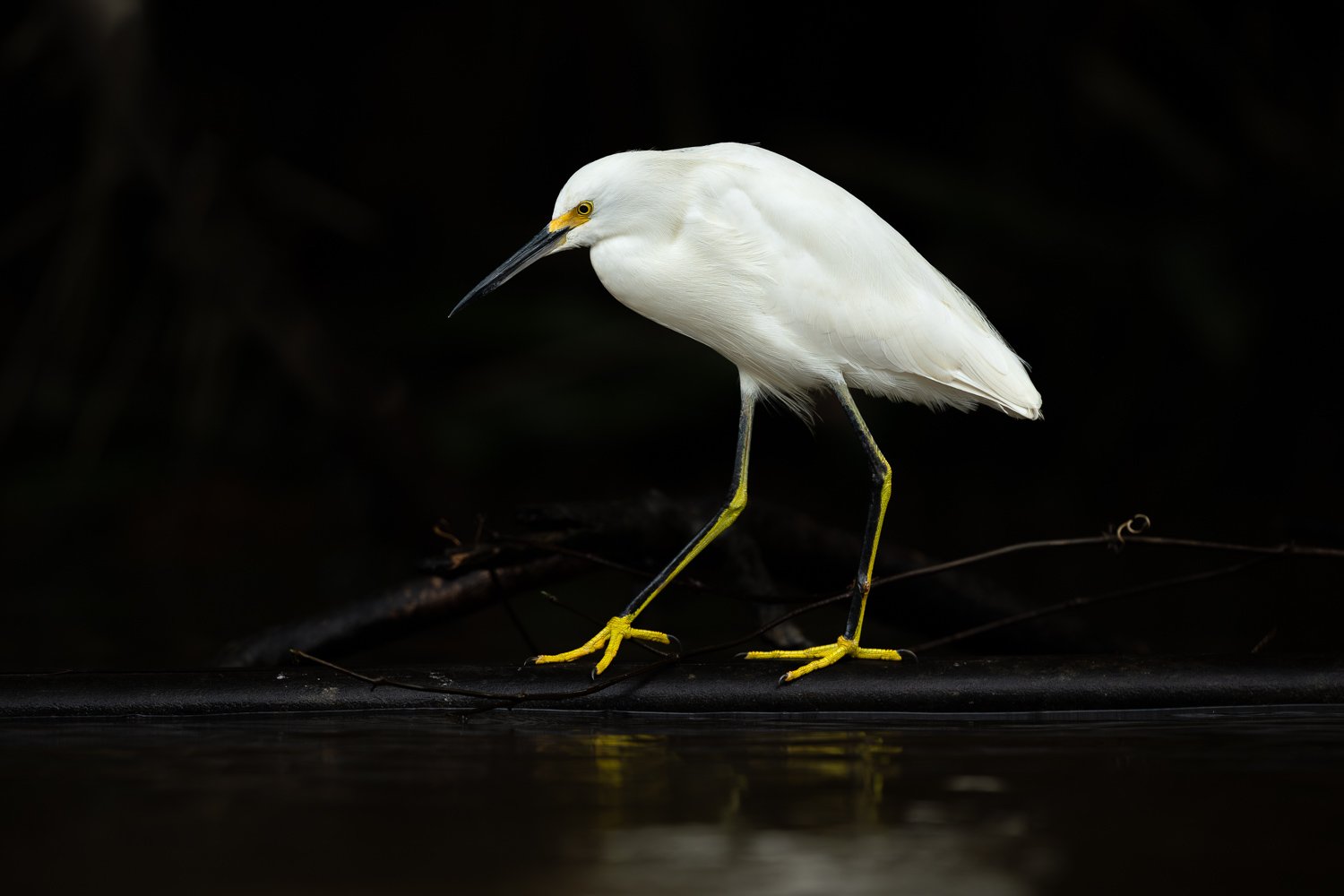 CostaRica_StefanForster_202619.jpg