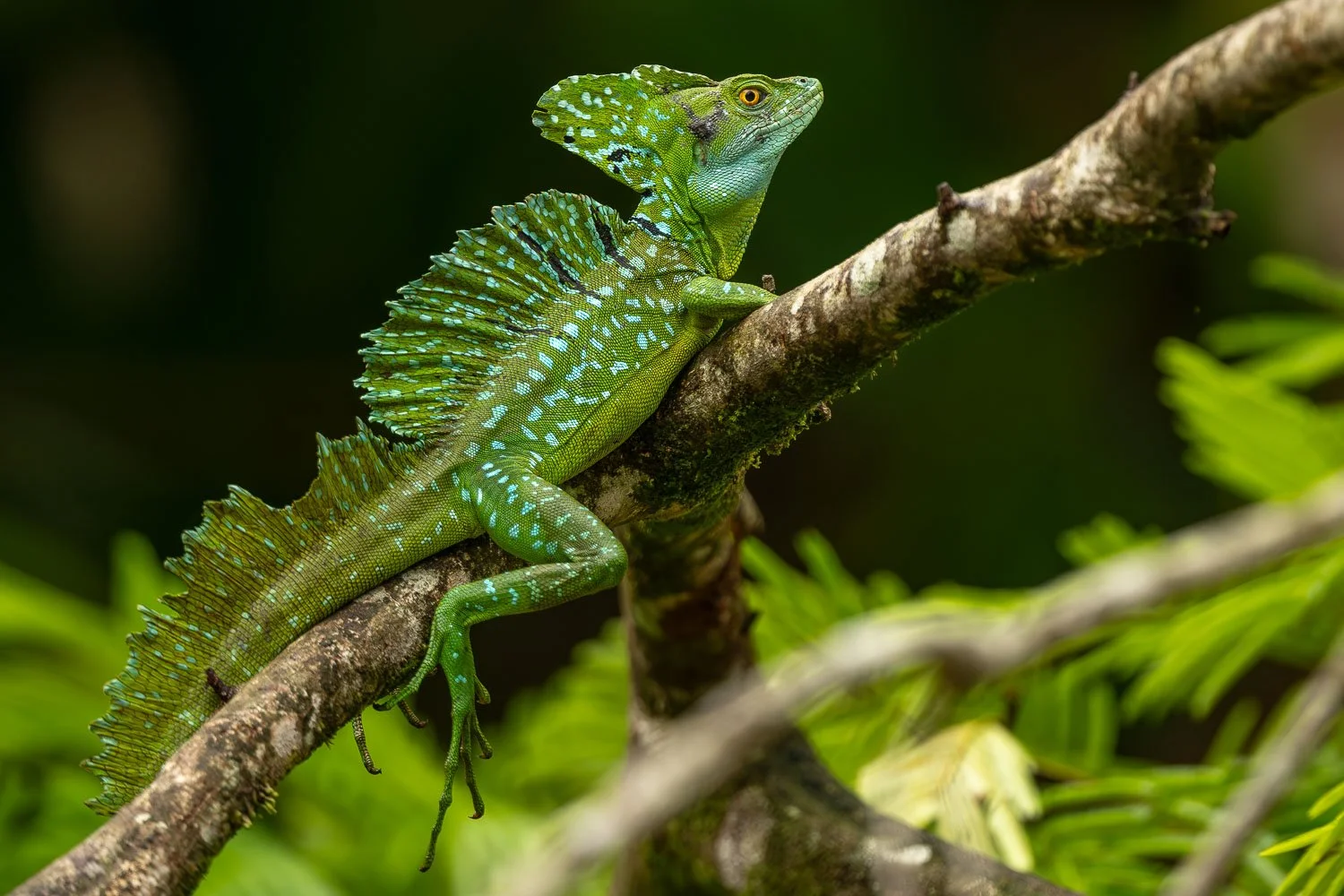 CostaRica_StefanForster_202623.jpg