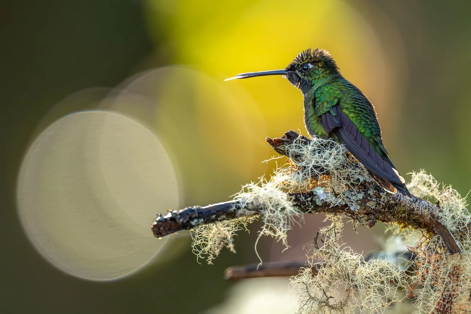 CostaRica_StefanForster_202613.jpg