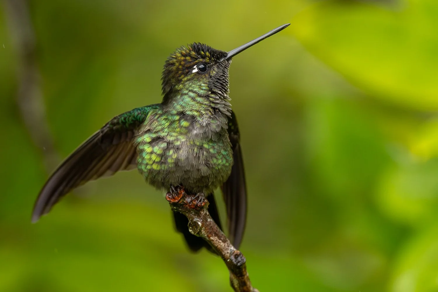 CostaRica_StefanForster_202617.jpg