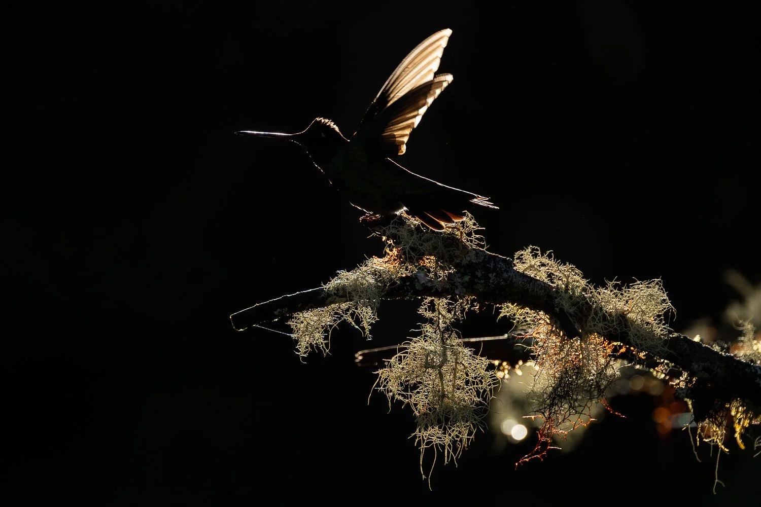 CostaRica_StefanForster_20269.jpg