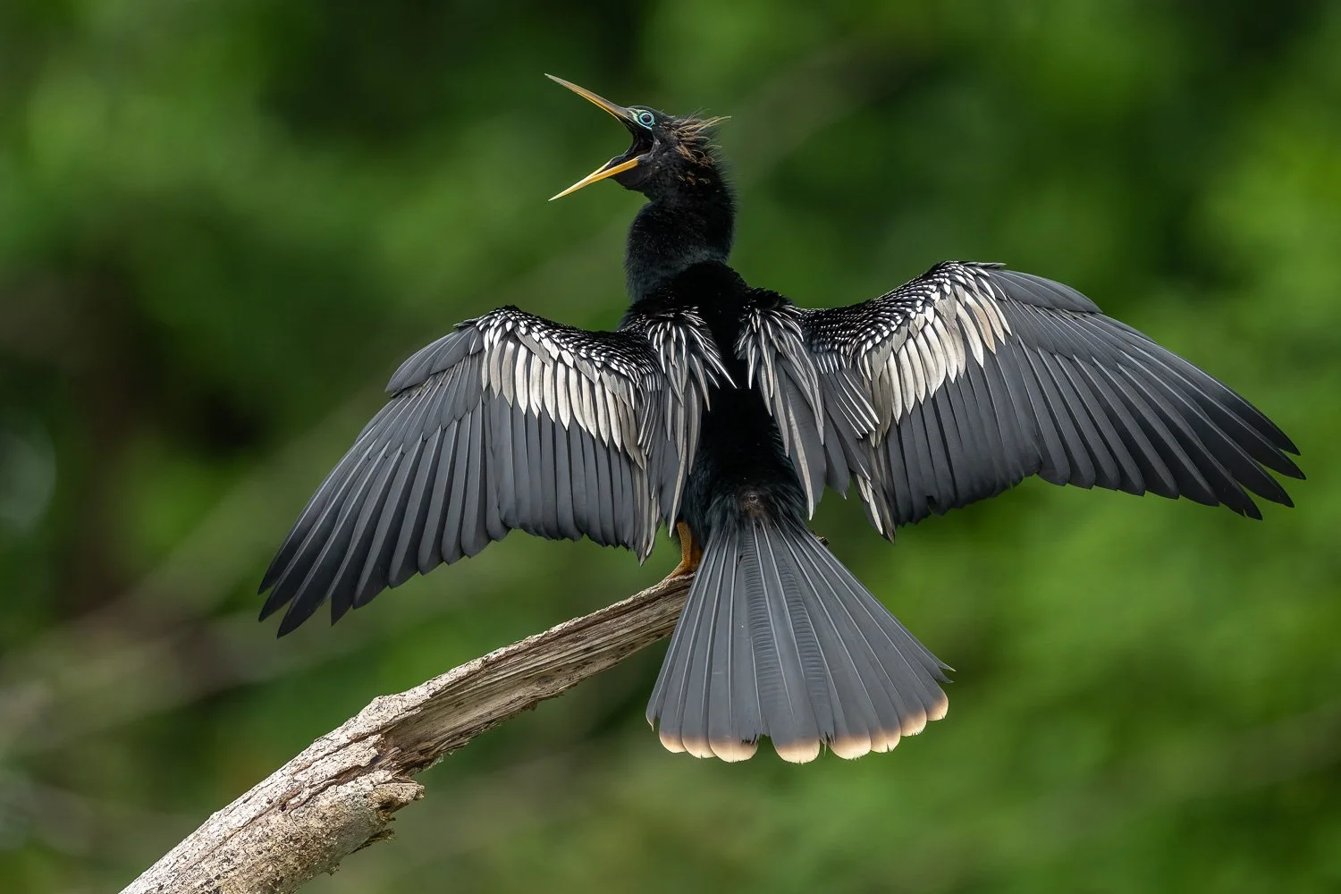 CostaRica_StefanForster_202620.jpg
