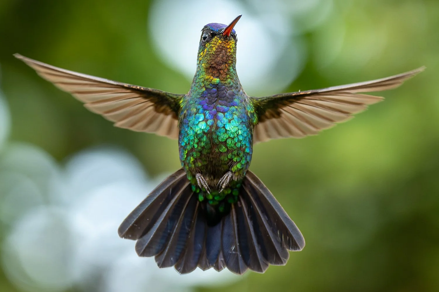 CostaRica_StefanForster_20268.jpg