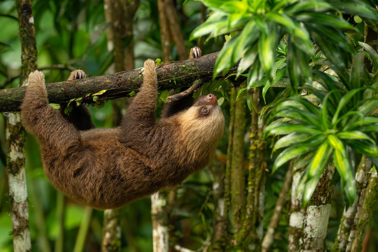 CostaRica_StefanForster_202626.jpg