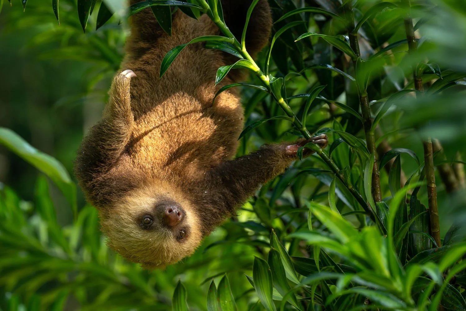 CostaRica_StefanForster_202627.jpg