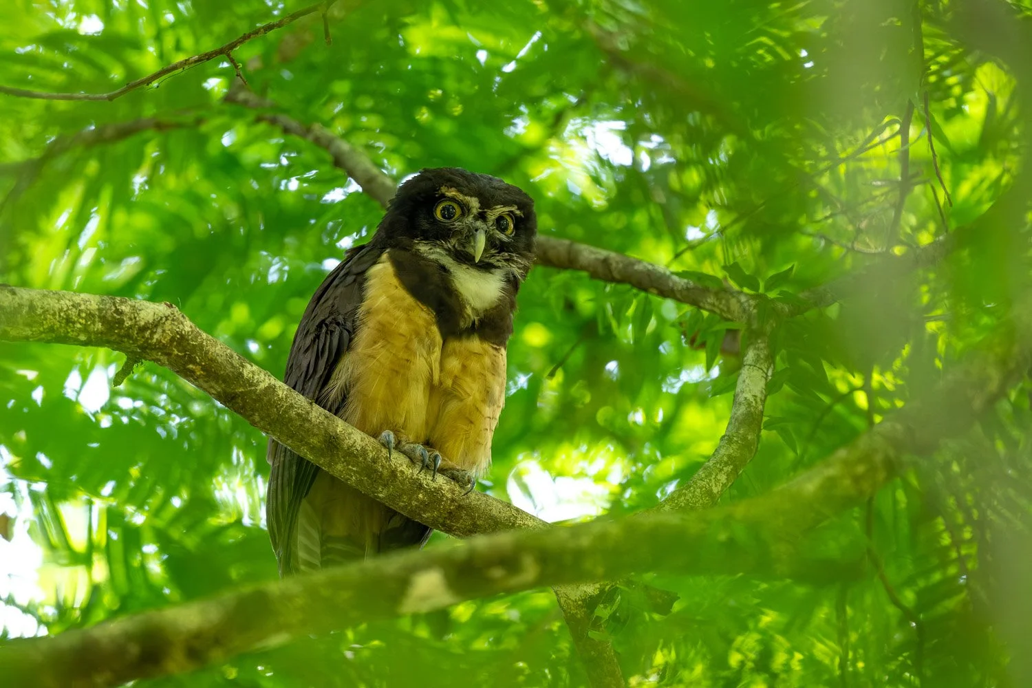 CostaRica_StefanForster_202628.jpg