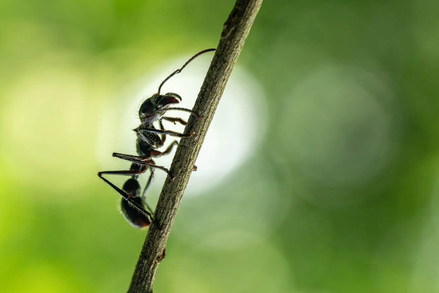 CostaRica_StefanForster_202614.jpg