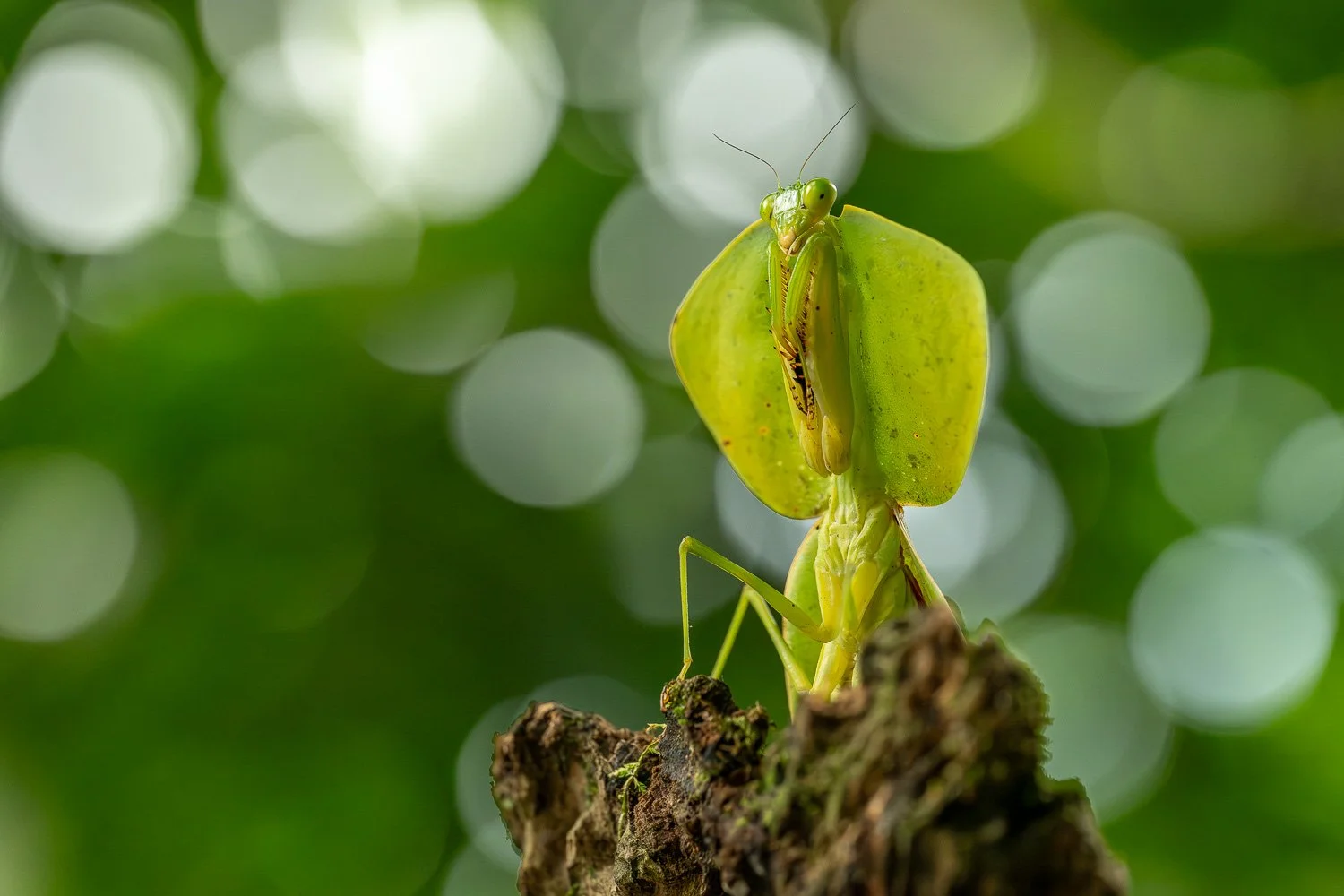 CostaRica_StefanForster_202615.jpg