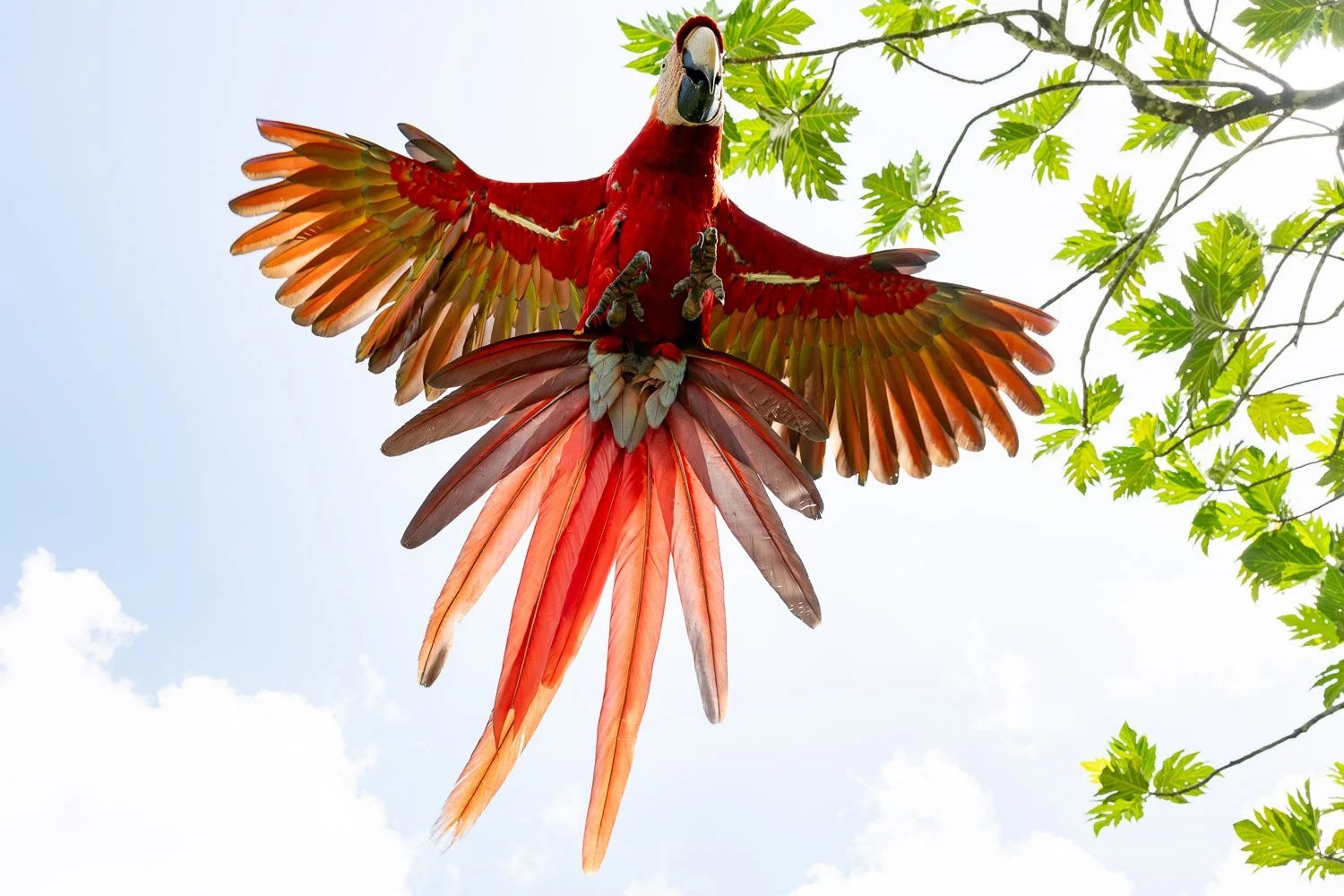 CostaRica_StefanForster_202616.jpg