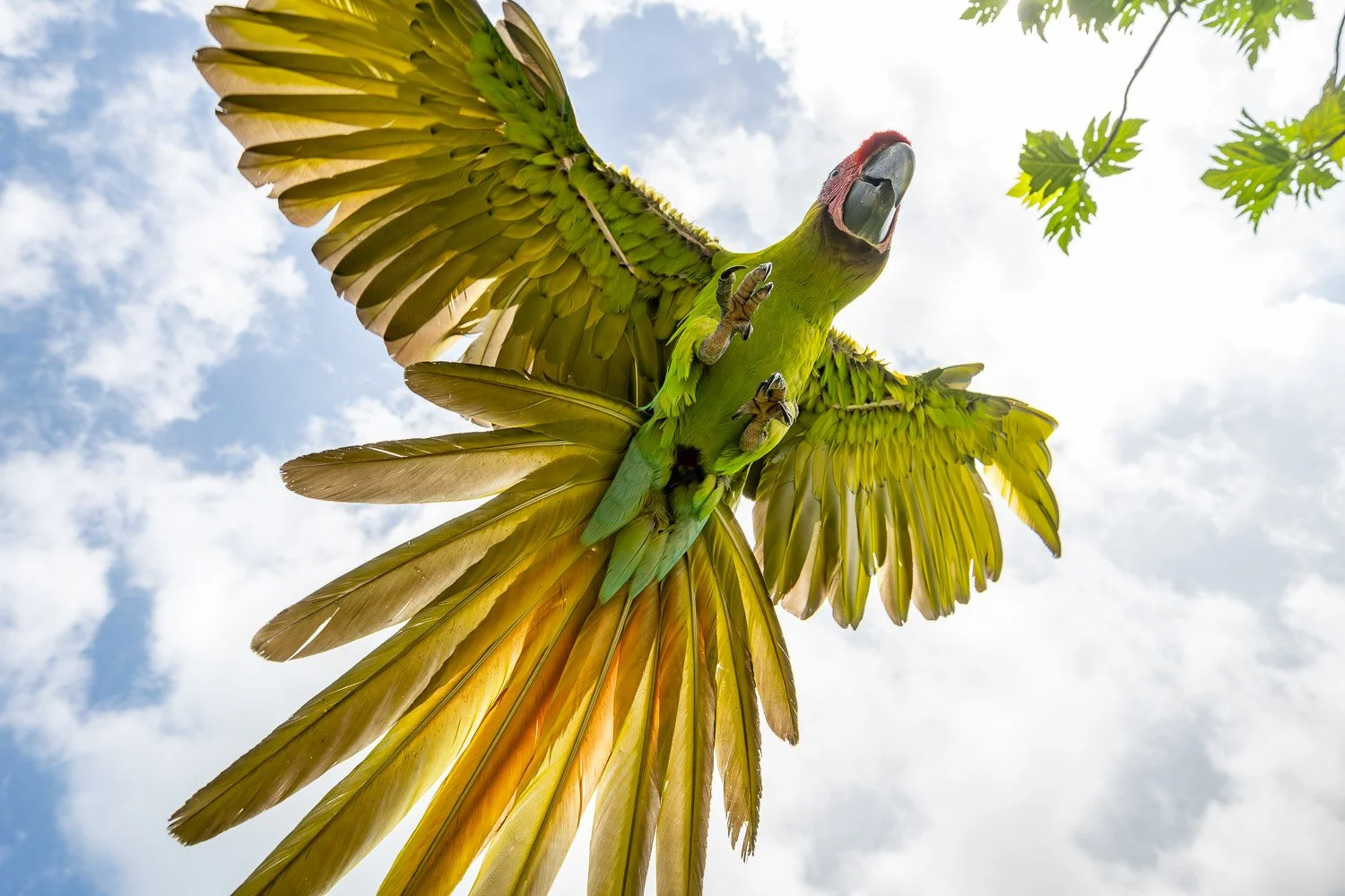 CostaRica_StefanForster_202618.jpg