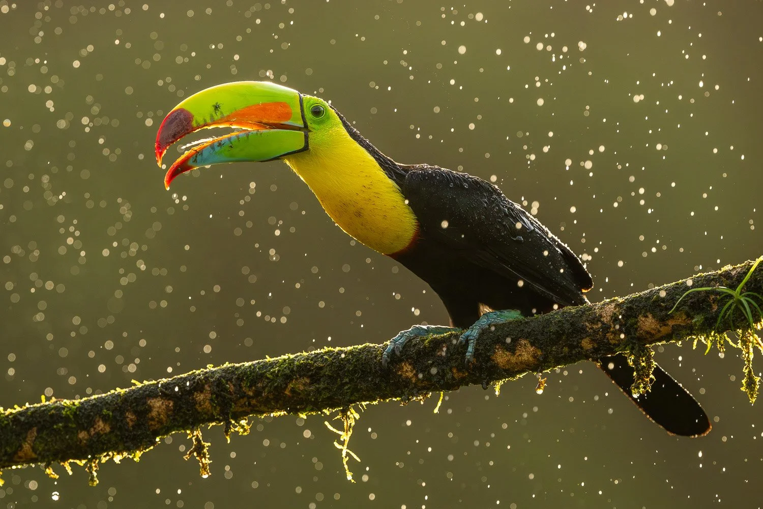 CostaRica_StefanForster_202629.jpg