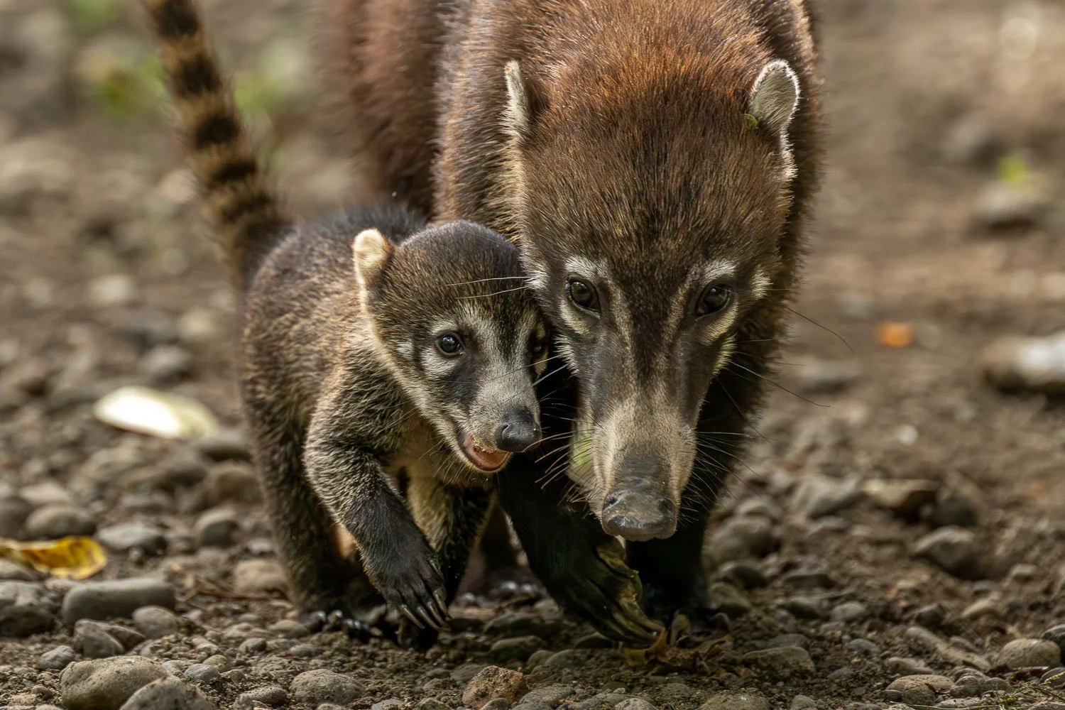 CostaRica_StefanForster_20264.jpg
