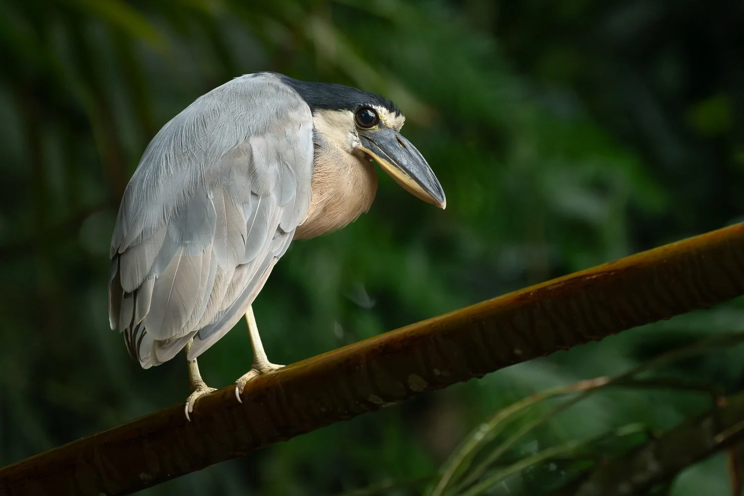 CostaRica_StefanForster_20265.jpg